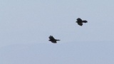 Video of Yellow-billed Chough - Yellow-billed Chough fly in the sky in Bulgarian mountains